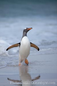 Gentoo penguin coming ashore, after foraging at sea, walking through ocean water as it wades onto a sand beach.  Adult gentoo penguins grow to be 30" and 19lb in size.  They feed on fish and crustaceans.  Gentoo penguins reside in colonies well inland from the ocean, often formed of a circular collection of stones gathered by the penguins, Pygoscelis papua, New Island