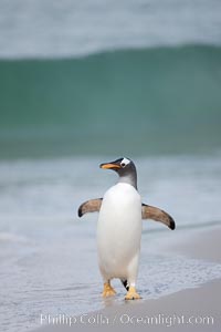 Gentoo penguin coming ashore, after foraging at sea, walking through ocean water as it wades onto a sand beach.  Adult gentoo penguins grow to be 30" and 19lb in size.  They feed on fish and crustaceans.  Gentoo penguins reside in colonies well inland from the ocean, often formed of a circular collection of stones gathered by the penguins, Pygoscelis papua, New Island