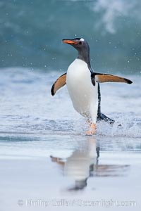 Gentoo penguin coming ashore, after foraging at sea, walking through ocean water as it wades onto a sand beach.  Adult gentoo penguins grow to be 30" and 19lb in size.  They feed on fish and crustaceans.  Gentoo penguins reside in colonies well inland from the ocean, often formed of a circular collection of stones gathered by the penguins, Pygoscelis papua, New Island