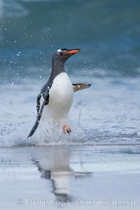 Gentoo penguin coming ashore, after foraging at sea, walking through ocean water as it wades onto a sand beach.  Adult gentoo penguins grow to be 30" and 19lb in size.  They feed on fish and crustaceans.  Gentoo penguins reside in colonies well inland from the ocean, often formed of a circular collection of stones gathered by the penguins, Pygoscelis papua, New Island