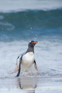 Gentoo penguin coming ashore, after foraging at sea, walking through ocean water as it wades onto a sand beach.  Adult gentoo penguins grow to be 30" and 19lb in size.  They feed on fish and crustaceans.  Gentoo penguins reside in colonies well inland from the ocean, often formed of a circular collection of stones gathered by the penguins, Pygoscelis papua, New Island