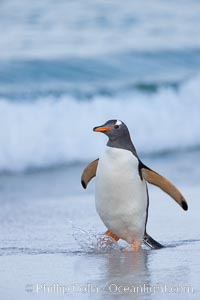 Gentoo penguin coming ashore, after foraging at sea, walking through ocean water as it wades onto a sand beach.  Adult gentoo penguins grow to be 30" and 19lb in size.  They feed on fish and crustaceans.  Gentoo penguins reside in colonies well inland from the ocean, often formed of a circular collection of stones gathered by the penguins, Pygoscelis papua, New Island