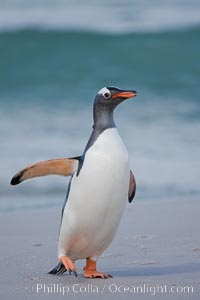 Gentoo penguin coming ashore, after foraging at sea, walking through ocean water as it wades onto a sand beach.  Adult gentoo penguins grow to be 30" and 19lb in size.  They feed on fish and crustaceans.  Gentoo penguins reside in colonies well inland from the ocean, often formed of a circular collection of stones gathered by the penguins, Pygoscelis papua, New Island