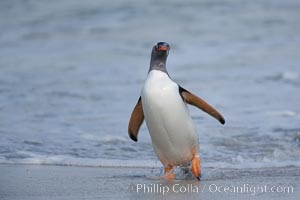 Gentoo penguin coming ashore, after foraging at sea, walking through ocean water as it wades onto a sand beach.  Adult gentoo penguins grow to be 30" and 19lb in size.  They feed on fish and crustaceans.  Gentoo penguins reside in colonies well inland from the ocean, often formed of a circular collection of stones gathered by the penguins, Pygoscelis papua, New Island