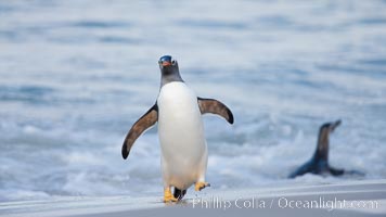 Gentoo penguin coming ashore, after foraging at sea, walking through ocean water as it wades onto a sand beach.  Adult gentoo penguins grow to be 30" and 19lb in size.  They feed on fish and crustaceans.  Gentoo penguins reside in colonies well inland from the ocean, often formed of a circular collection of stones gathered by the penguins, Pygoscelis papua, New Island