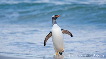 Gentoo penguin coming ashore, after foraging at sea, walking through ocean water as it wades onto a sand beach.  Adult gentoo penguins grow to be 30" and 19lb in size.  They feed on fish and crustaceans.  Gentoo penguins reside in colonies well inland from the ocean, often formed of a circular collection of stones gathered by the penguins, Pygoscelis papua, New Island