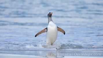 Gentoo penguin coming ashore, after foraging at sea, walking through ocean water as it wades onto a sand beach.  Adult gentoo penguins grow to be 30" and 19lb in size.  They feed on fish and crustaceans.  Gentoo penguins reside in colonies well inland from the ocean, often formed of a circular collection of stones gathered by the penguins, Pygoscelis papua, New Island