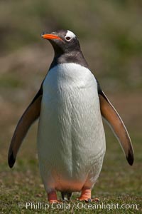 Gentoo penguin.  Gentoo penguins reach 36