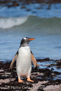 Gentoo penguin, returning from the sea after foraging for crustaceans, krill and fish, Pygoscelis papua, Carcass Island