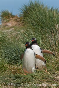 Gentoo penguins walk through tussock grass.  After foraging in the ocean for food, the penguins make their way to the interior of the island to rest at their colony, Pygoscelis papua, Carcass Island