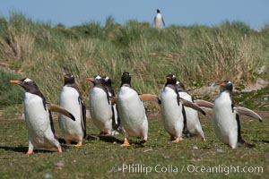 Gentoo penguins, walking over short grass to their colony on Carcass Island.