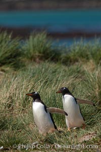 Magellanic penguins walk through tussock grass.  After foraging in the ocean for food, the penguins make their way to the interior of the island to rest at their colony, Pygoscelis papua, Carcass Island