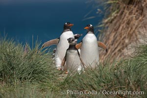 Mixed group of Magellanic and gentoo penguins, walk from the ocean through tall tussock grass to the interior of Carcass Island, Pygoscelis papua, Spheniscus magellanicus