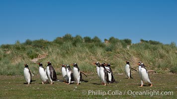 Gentoo penguins, walking over short grass to their colony on Carcass Island, Pygoscelis papua