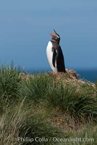 Gentoo penguin, vocalizing, atop of hill of tall tussock grass.