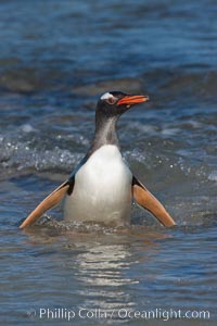 Gentoo penguin, returning from the sea after foraging for crustaceans, krill and fish, Pygoscelis papua, Carcass Island