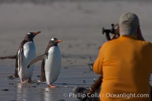 Gentoo penguins, Carcass Island, Pygoscelis papua