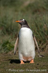 Gentoo penguin, walking over short grass to their colony on Carcass Island, Pygoscelis papua