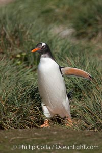 Magellanic penguin walks through tussock grass.  After foraging in the ocean for food, the penguin make its way to the interior of the island to rest at its colony, Pygoscelis papua, Carcass Island