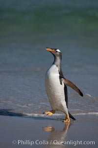 Gentoo penguin coming ashore, after foraging at sea, walking through ocean water as it wades onto a sand beach.  Adult gentoo penguins grow to be 30" and 19lb in size.  They feed on fish and crustaceans.  Gentoo penguins reside in colonies well inland from the ocean, often formed of a circular collection of stones gathered by the penguins, Pygoscelis papua, New Island