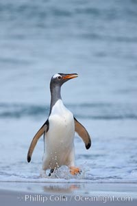 Gentoo penguin coming ashore, after foraging at sea, walking through ocean water as it wades onto a sand beach.  Adult gentoo penguins grow to be 30" and 19lb in size.  They feed on fish and crustaceans.  Gentoo penguins reside in colonies well inland from the ocean, often formed of a circular collection of stones gathered by the penguins, Pygoscelis papua, New Island