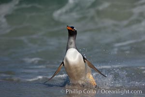 Gentoo penguin coming ashore, after foraging at sea, walking through ocean water as it wades onto a sand beach.  Adult gentoo penguins grow to be 30" and 19lb in size.  They feed on fish and crustaceans.  Gentoo penguins reside in colonies well inland from the ocean, often formed of a circular collection of stones gathered by the penguins, Pygoscelis papua, New Island