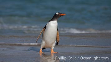 Gentoo penguin coming ashore, after foraging at sea, walking through ocean water as it wades onto a sand beach.  Adult gentoo penguins grow to be 30" and 19lb in size.  They feed on fish and crustaceans.  Gentoo penguins reside in colonies well inland from the ocean, often formed of a circular collection of stones gathered by the penguins, Pygoscelis papua, New Island