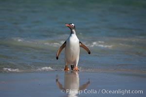 Gentoo penguin coming ashore, after foraging at sea, walking through ocean water as it wades onto a sand beach.  Adult gentoo penguins grow to be 30" and 19lb in size.  They feed on fish and crustaceans.  Gentoo penguins reside in colonies well inland from the ocean, often formed of a circular collection of stones gathered by the penguins, Pygoscelis papua, New Island