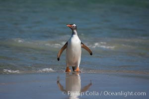 Gentoo penguin coming ashore, after foraging at sea, walking through ocean water as it wades onto a sand beach.  Adult gentoo penguins grow to be 30" and 19lb in size.  They feed on fish and crustaceans.  Gentoo penguins reside in colonies well inland from the ocean, often formed of a circular collection of stones gathered by the penguins, Pygoscelis papua, New Island