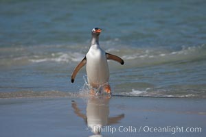 Gentoo penguin coming ashore, after foraging at sea, walking through ocean water as it wades onto a sand beach.  Adult gentoo penguins grow to be 30" and 19lb in size.  They feed on fish and crustaceans.  Gentoo penguins reside in colonies well inland from the ocean, often formed of a circular collection of stones gathered by the penguins, Pygoscelis papua, New Island