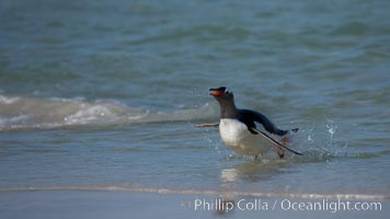 Gentoo penguin coming ashore, after foraging at sea, walking through ocean water as it wades onto a sand beach.  Adult gentoo penguins grow to be 30" and 19lb in size.  They feed on fish and crustaceans.  Gentoo penguins reside in colonies well inland from the ocean, often formed of a circular collection of stones gathered by the penguins, Pygoscelis papua, New Island