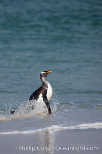 Gentoo penguin coming ashore, after foraging at sea, walking through ocean water as it wades onto a sand beach.  Adult gentoo penguins grow to be 30" and 19lb in size.  They feed on fish and crustaceans.  Gentoo penguins reside in colonies well inland from the ocean, often formed of a circular collection of stones gathered by the penguins, Pygoscelis papua, New Island