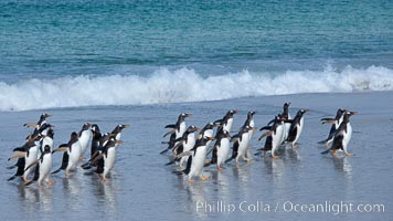 Gentoo penguin coming ashore, after foraging at sea, walking through ocean water as it wades onto a sand beach.  Adult gentoo penguins grow to be 30" and 19lb in size.  They feed on fish and crustaceans.  Gentoo penguins reside in colonies well inland from the ocean, often formed of a circular collection of stones gathered by the penguins, Pygoscelis papua, New Island