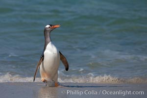 Gentoo penguin coming ashore, after foraging at sea, walking through ocean water as it wades onto a sand beach.  Adult gentoo penguins grow to be 30" and 19lb in size.  They feed on fish and crustaceans.  Gentoo penguins reside in colonies well inland from the ocean, often formed of a circular collection of stones gathered by the penguins, Pygoscelis papua, New Island