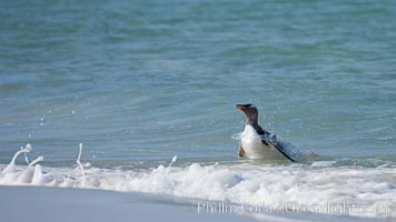 Gentoo penguin coming ashore, after foraging at sea, walking through ocean water as it wades onto a sand beach.  Adult gentoo penguins grow to be 30" and 19lb in size.  They feed on fish and crustaceans.  Gentoo penguins reside in colonies well inland from the ocean, often formed of a circular collection of stones gathered by the penguins, Pygoscelis papua, New Island