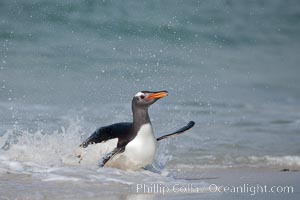 Gentoo penguin coming ashore, after foraging at sea, walking through ocean water as it wades onto a sand beach.  Adult gentoo penguins grow to be 30" and 19lb in size.  They feed on fish and crustaceans.  Gentoo penguins reside in colonies well inland from the ocean, often formed of a circular collection of stones gathered by the penguins, Pygoscelis papua, New Island