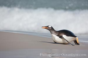 Gentoo penguin coming ashore, after foraging at sea, walking through ocean water as it wades onto a sand beach.  Adult gentoo penguins grow to be 30" and 19lb in size.  They feed on fish and crustaceans.  Gentoo penguins reside in colonies well inland from the ocean, often formed of a circular collection of stones gathered by the penguins, Pygoscelis papua, New Island