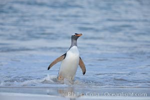 Gentoo penguin coming ashore, after foraging at sea, walking through ocean water as it wades onto a sand beach.  Adult gentoo penguins grow to be 30" and 19lb in size.  They feed on fish and crustaceans.  Gentoo penguins reside in colonies well inland from the ocean, often formed of a circular collection of stones gathered by the penguins, Pygoscelis papua, New Island
