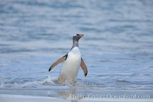 Gentoo penguin coming ashore, after foraging at sea, walking through ocean water as it wades onto a sand beach.  Adult gentoo penguins grow to be 30" and 19lb in size.  They feed on fish and crustaceans.  Gentoo penguins reside in colonies well inland from the ocean, often formed of a circular collection of stones gathered by the penguins, Pygoscelis papua, New Island