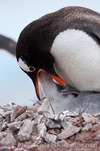 Gentoo penguin feeding its chick, the regurgitated food likely consisting of crustaceans and krill, Pygoscelis papua, Cuverville Island