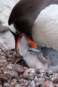 Gentoo penguin feeding its chick, the regurgitated food likely consisting of crustaceans and krill, Pygoscelis papua, Cuverville Island