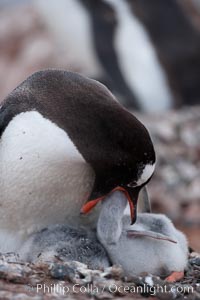 Gentoo penguin feeding its chick, the regurgitated food likely consisting of crustaceans and krill, Pygoscelis papua, Cuverville Island