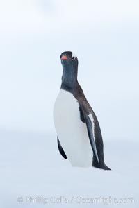 Gentoo penguin on pack ice, Neko Harbor, Pygoscelis papua