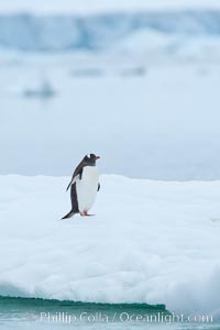 Gentoo penguin on pack ice, Pygoscelis papua, Neko Harbor