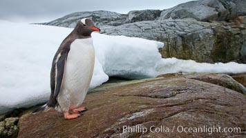 Gentoo penguin on Peterman Island, Antarctica, Pygoscelis papua