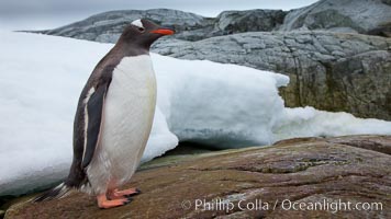 Gentoo penguin on Peterman Island, Antarctica, Pygoscelis papua