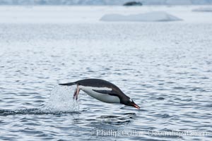 Gentoo penguin porpoising, leaping out of the water, Neko Harbor, Pygoscelis papua