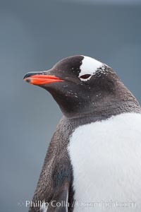 Gentoo penguin portrait, Pygoscelis papua, Cuverville Island