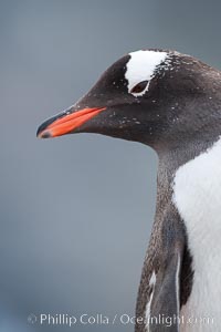 Gentoo penguin portrait, Pygoscelis papua, Cuverville Island