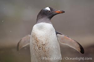 Gentoo penguin, walking through tall grass, snow falling, Pygoscelis papua, Godthul